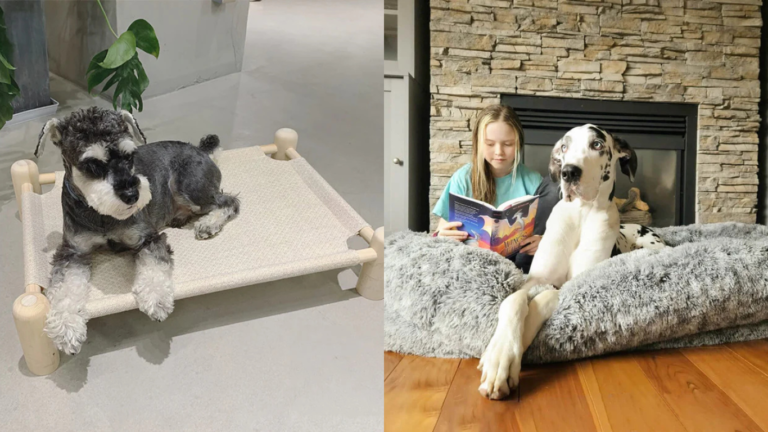 6 Best Dog Beds You Should Consider Buying in 2025
