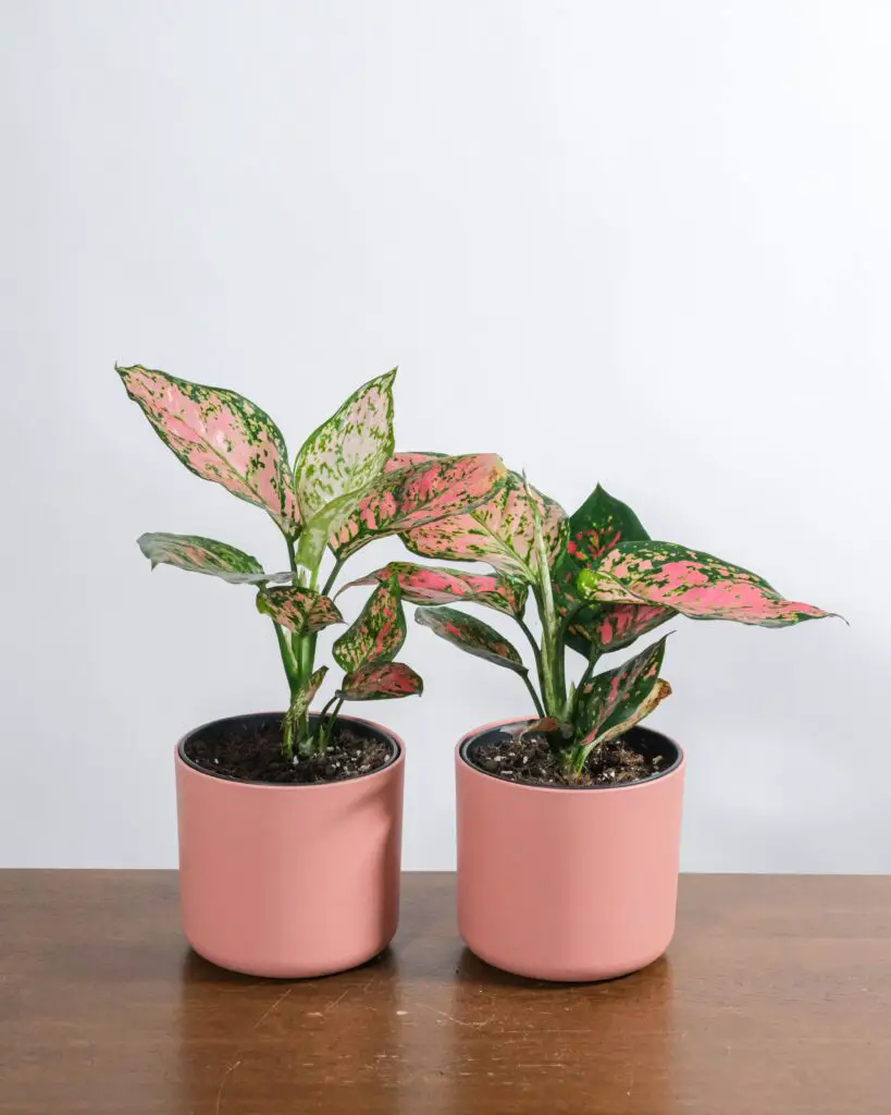 Chinese evergreen