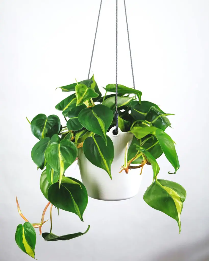 Philodendron Brasil